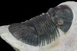 Trilobite (Paralejurus spatuliformis?) Fossil - Morocco #134381-3